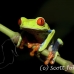 frog_tree_redeyed_tar_h_0541_cos0866.jpg